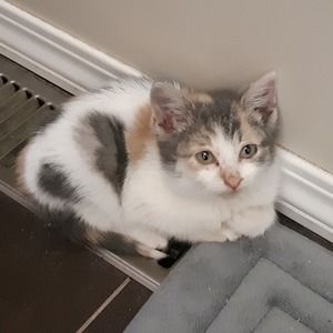 Meet your Posher, Sharla